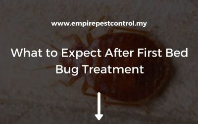 What to Expect After First Bed Bug Treatment