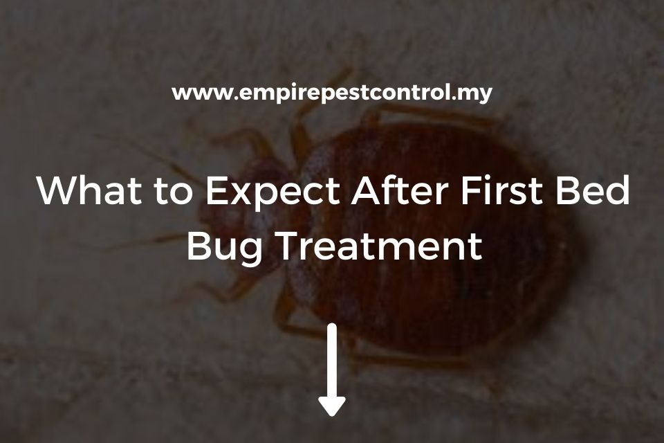 What to Expect After First Bed Bug Treatment