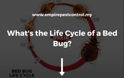 What’s the Life Cycle of a Bed Bug?