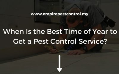When Is the Best Time of Year to Get a Pest Control Service?