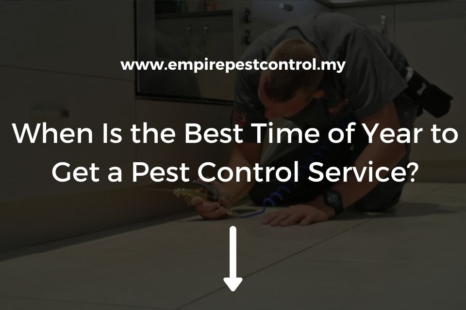 When Is the Best Time of Year to Get a Pest Control Service?