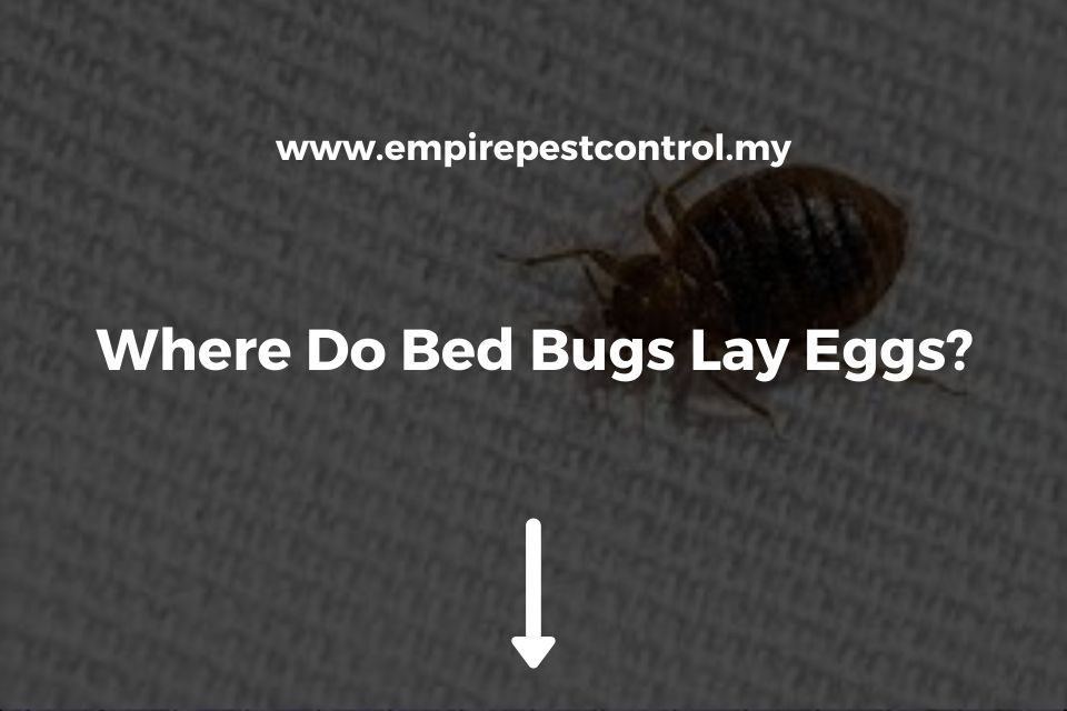 Where Do Bed Bugs Lay Eggs?