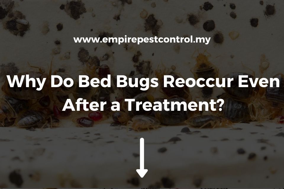 Why Do Bed Bugs Reoccur Even After a Treatment?