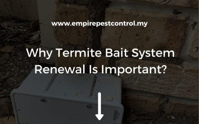 Why Termite Bait System Renewal Is Important?