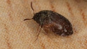 carpet beetle