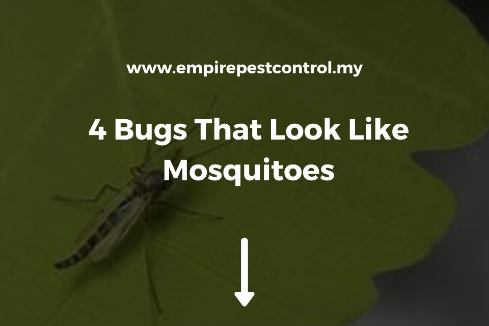 4 Bugs That Look Like Mosquitoes