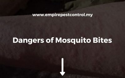 Dangers of Mosquito Bites