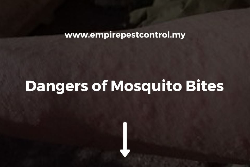 Dangers of Mosquito Bites