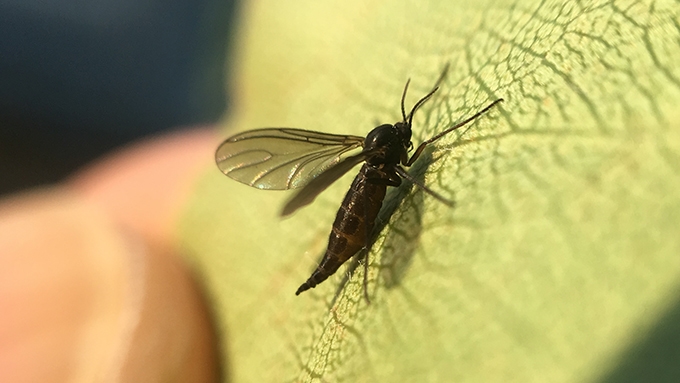 Fungus Gnats