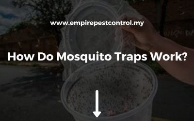 How Do Mosquito Traps Work?