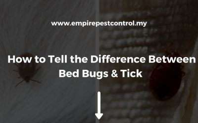 How to Tell the Difference Between Bed Bugs & Ticks