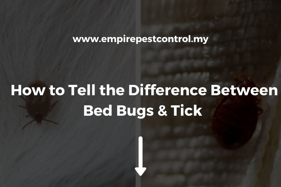 How to Tell the Difference Between Bed Bugs & Ticks