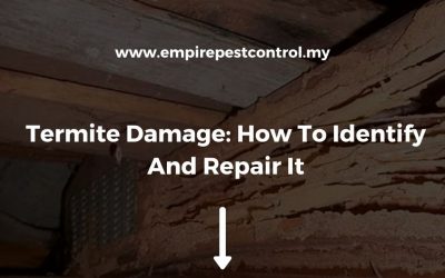Termite Damage: How To Identify And Repair It