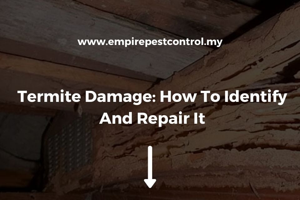Termite Damage: How To Identify And Repair It
