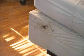 avoid bed bugs