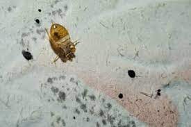 Bed Bug Feces Everything You Didn t Want to Know About It