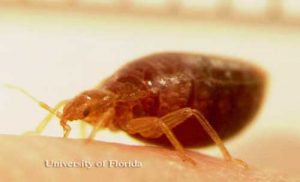 bed bug feeding