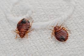 bed bug life cycle