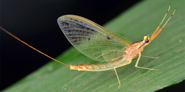 mayflies