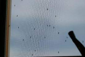mosquito on window screen