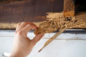 termite damage