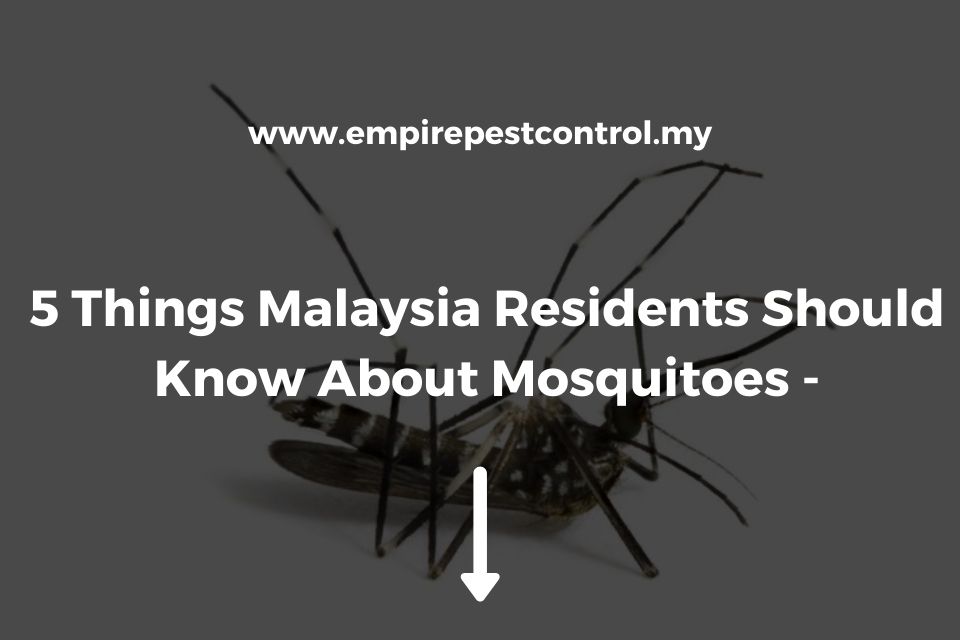 5 Things Malaysia Residents Should Know About Mosquitoes