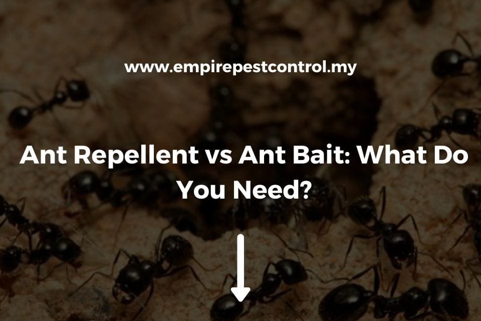 Ant Repellent vs Ant Bait: What Do You Need?