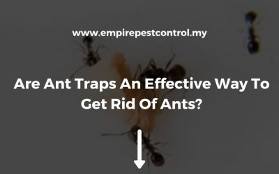 Are Ant Traps An Effective Way To Get Rid Of Ants?