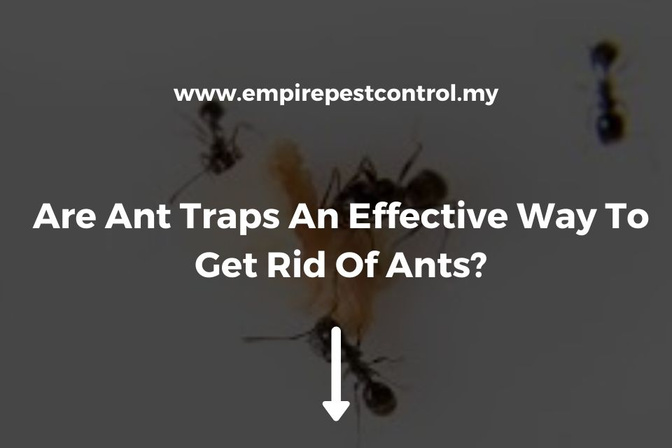 Are Ant Traps An Effective Way To Get Rid Of Ants?