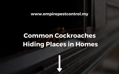 Common Cockroaches Hiding Places in Homes