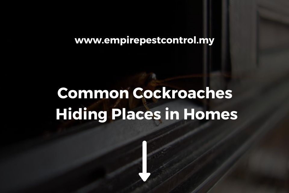 Common Cockroaches Hiding Places in Homes