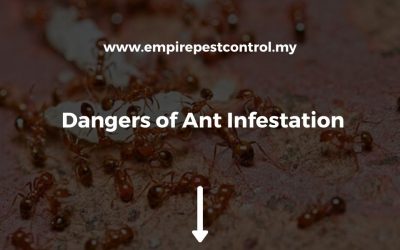 Dangers of Ant Infestation
