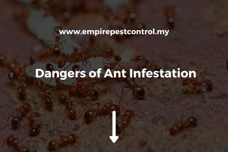 Dangers of Ant Infestation