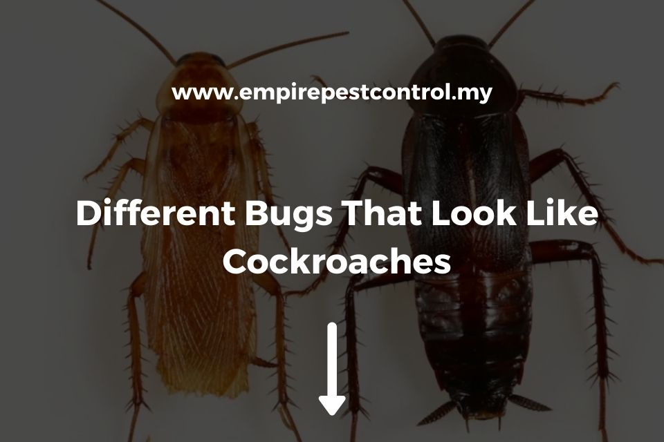 Different Bugs That Look Like Cockroaches