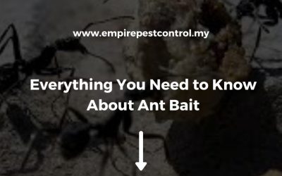 Everything You Need to Know About Ant Bait
