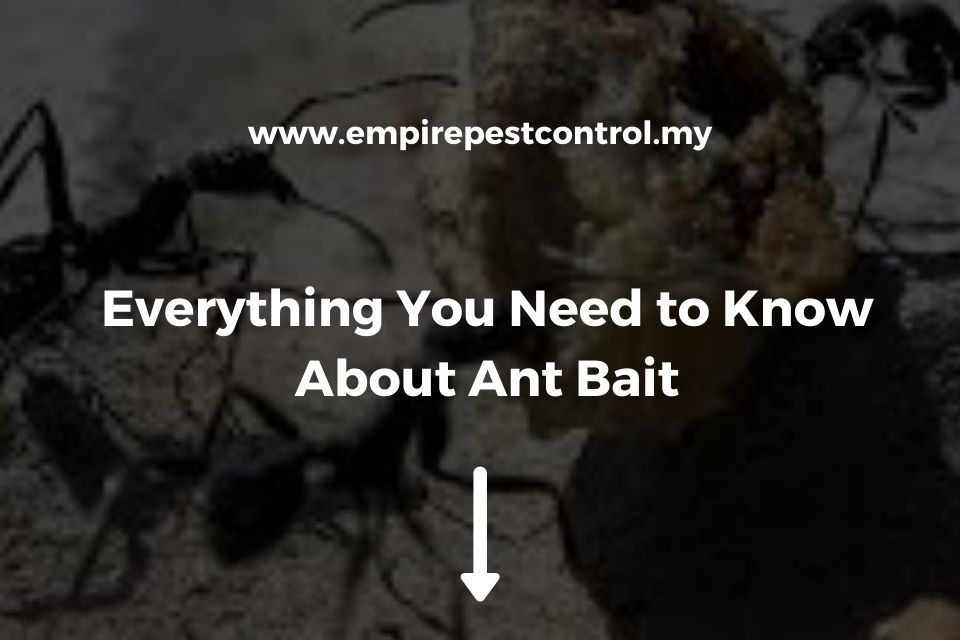 Everything You Need to Know About Ant Bait