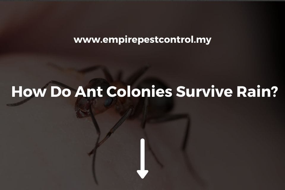 How Do Ant Colonies Survive Rain?