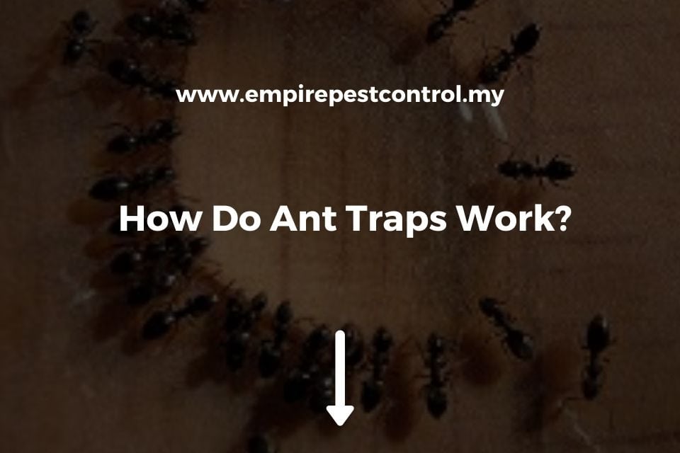 How Do Ant Traps Work?