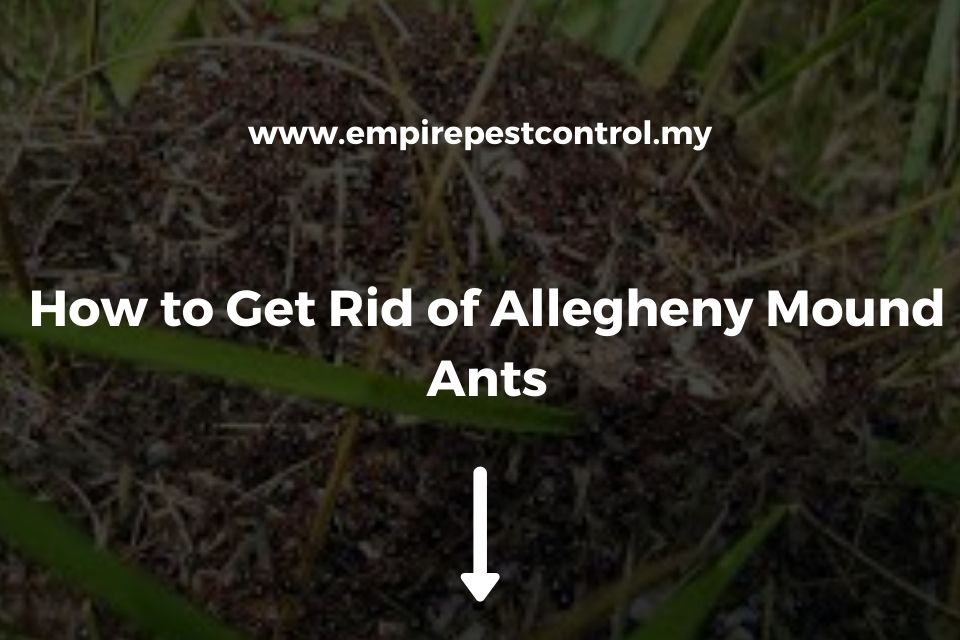 How to Get Rid of Allegheny Mound Ants