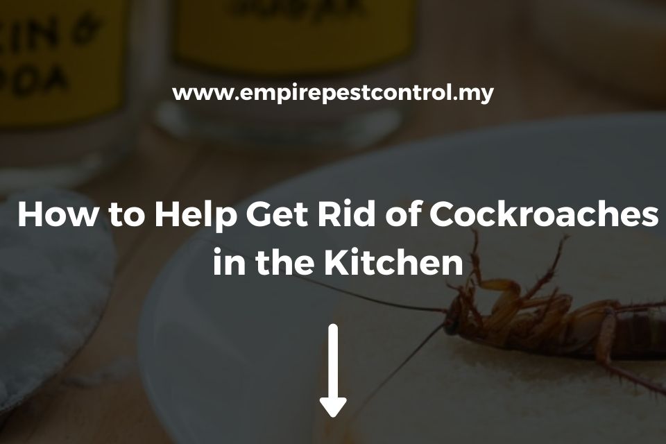 How to Help Get Rid of Cockroaches in the Kitchen