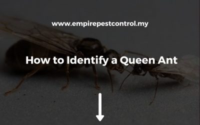 How to Identify a Queen Ant