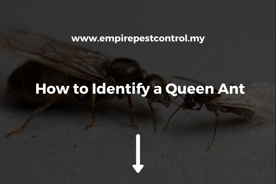 How to Identify a Queen Ant