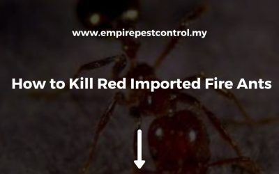 How to Kill Red Imported Fire Ants