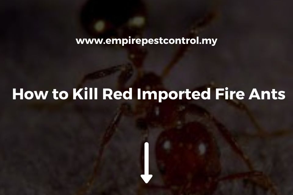 How to Kill Red Imported Fire Ants