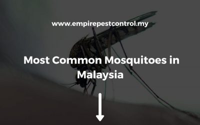 Most Common Mosquitoes in Malaysia