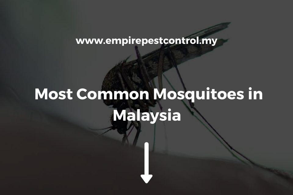 Most Common Mosquitoes in Malaysia