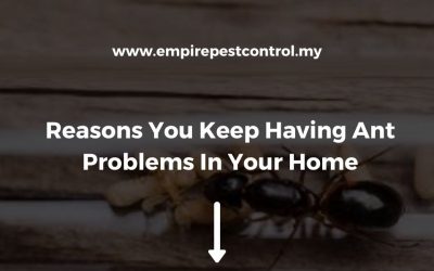 Reasons You Keep Having Ant Problems In Your Home