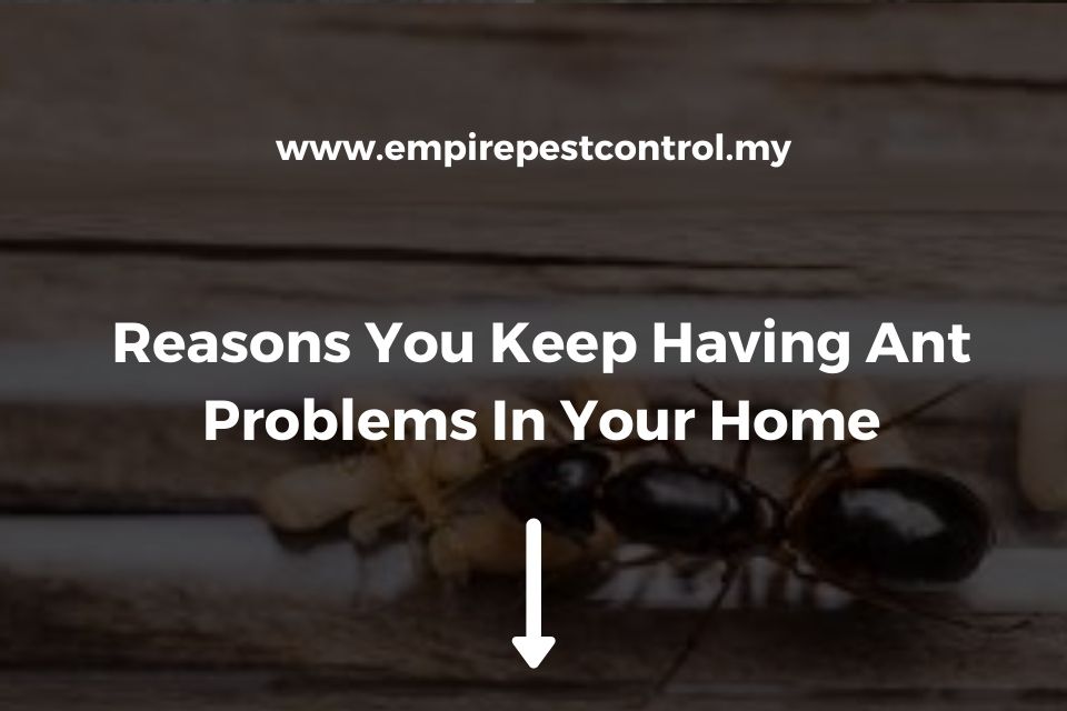 Reasons You Keep Having Ant Problems In Your Home