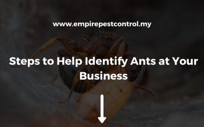 Steps to Help Identify Ants at Your Business