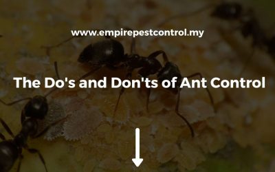The Do’s and Don’ts of Ant Control